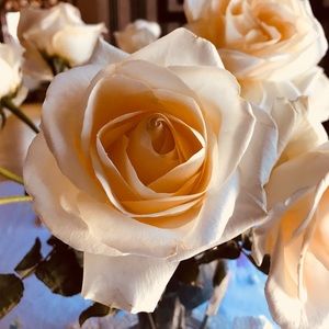 Meet your Posher, Jj